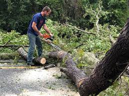 Reliable Auburn, NE Tree Services Solutions