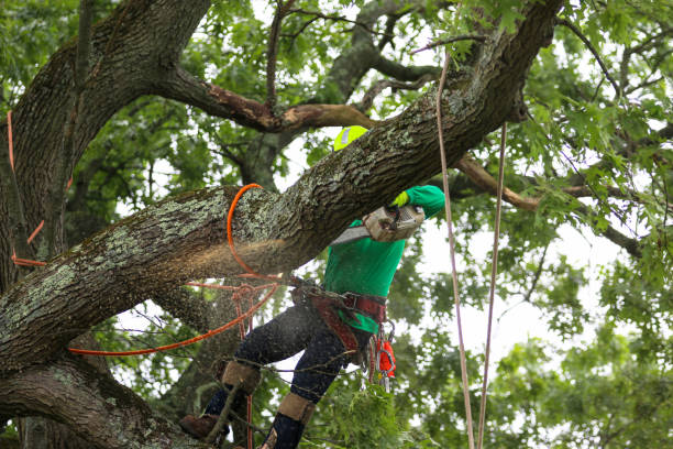 Leaf Removal in Auburn, NE