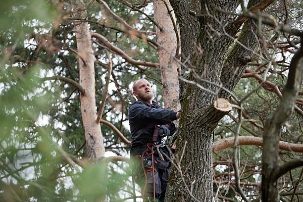 How Our Tree Care Process Works  in  Auburn, NE